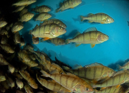 Schweizer Aquakultur