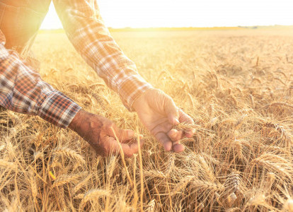 Adaptation du règlement «céréales, oléagineux ainsi que leurs produits»