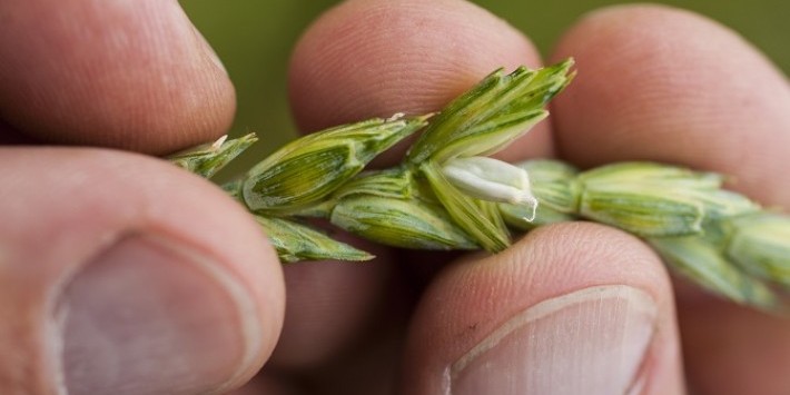 Natürliches Ökogetreide