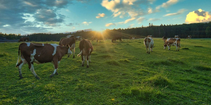 Landwirtschaft