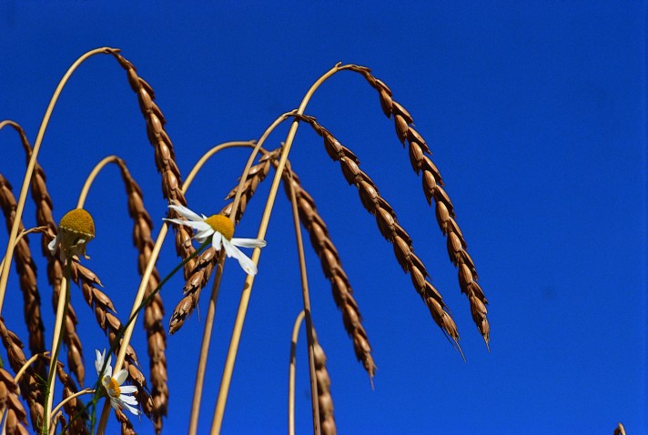 Natürliches Ökogetreide