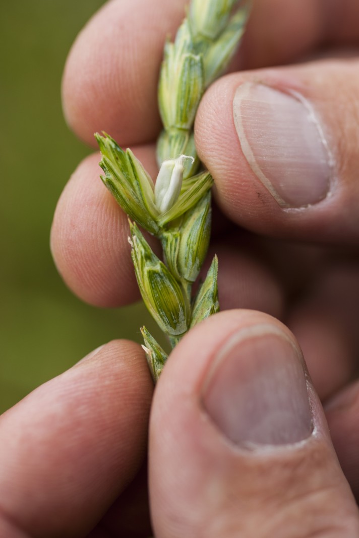 Céréales naturelles écologiques